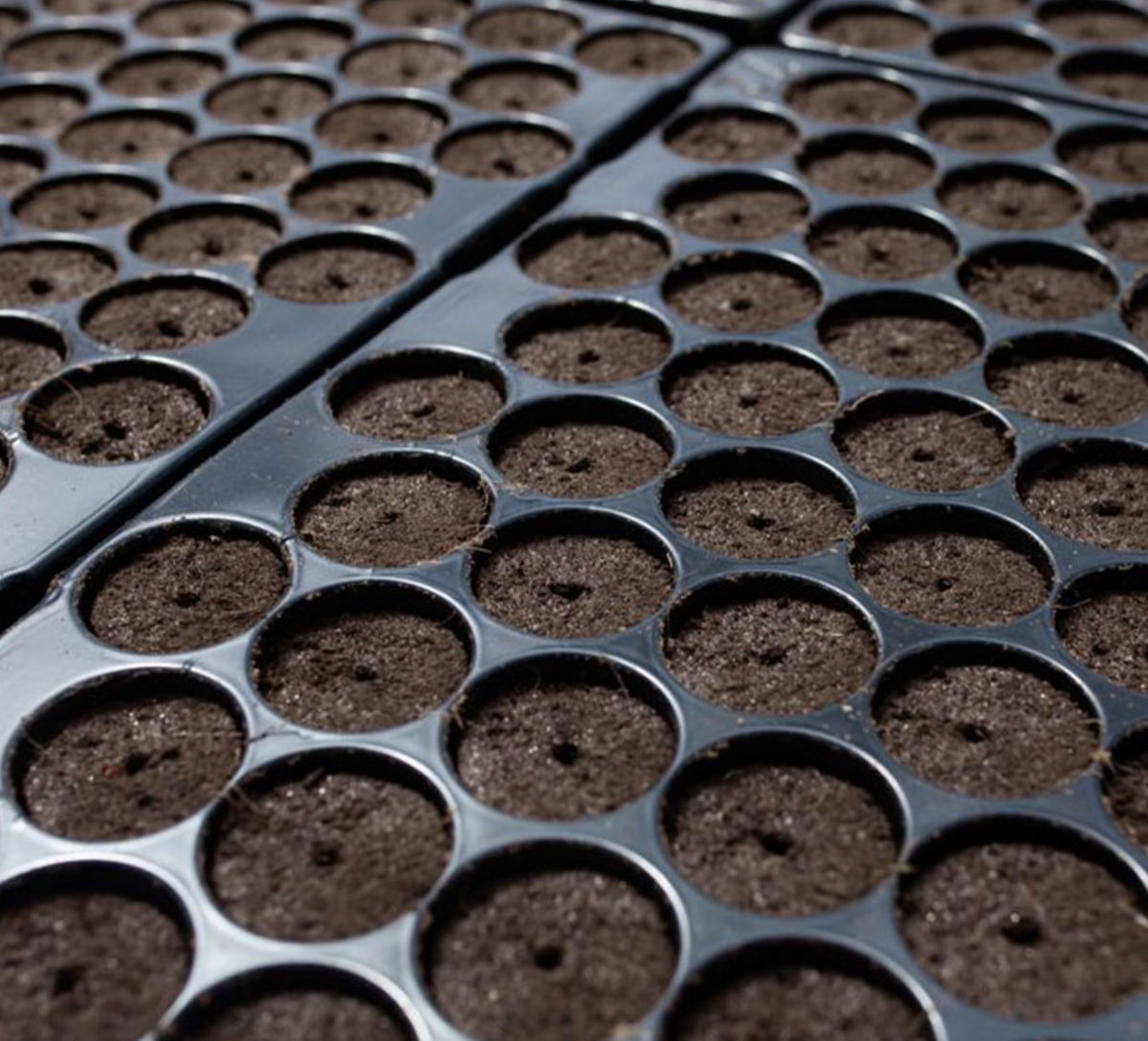 Jiffy Preforma Landmark 72 Plug Sheet HYDROTECH HYDROPONICS