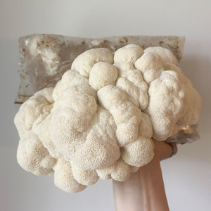 Lions Mane Mushroom, this product is in a transparent colonized mushroom bag filled with sawdust held in a person's hand. The mushrooms are popping out of the opening cut in the bag. The mushroom looks like a white ball covered in shaggy spines. The spines resemble the mane of a lion (hence the name).